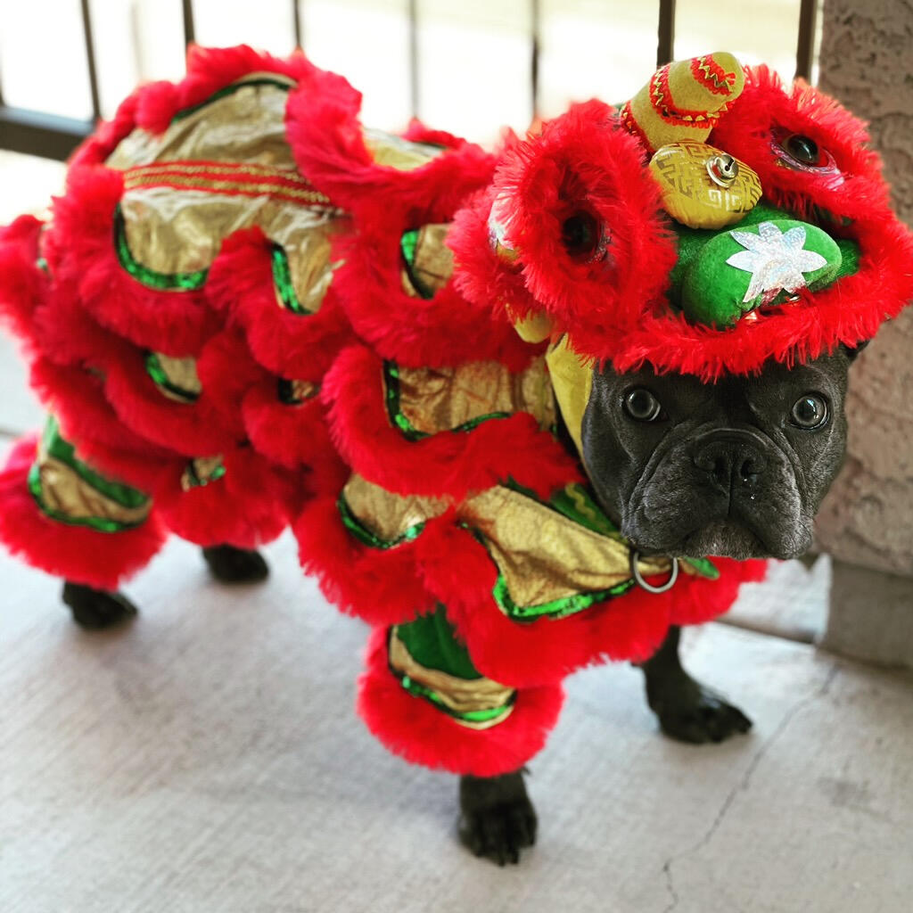 Animal Connections Club Animal Connections Club